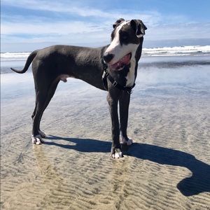 Meet your Posher, Nicholas